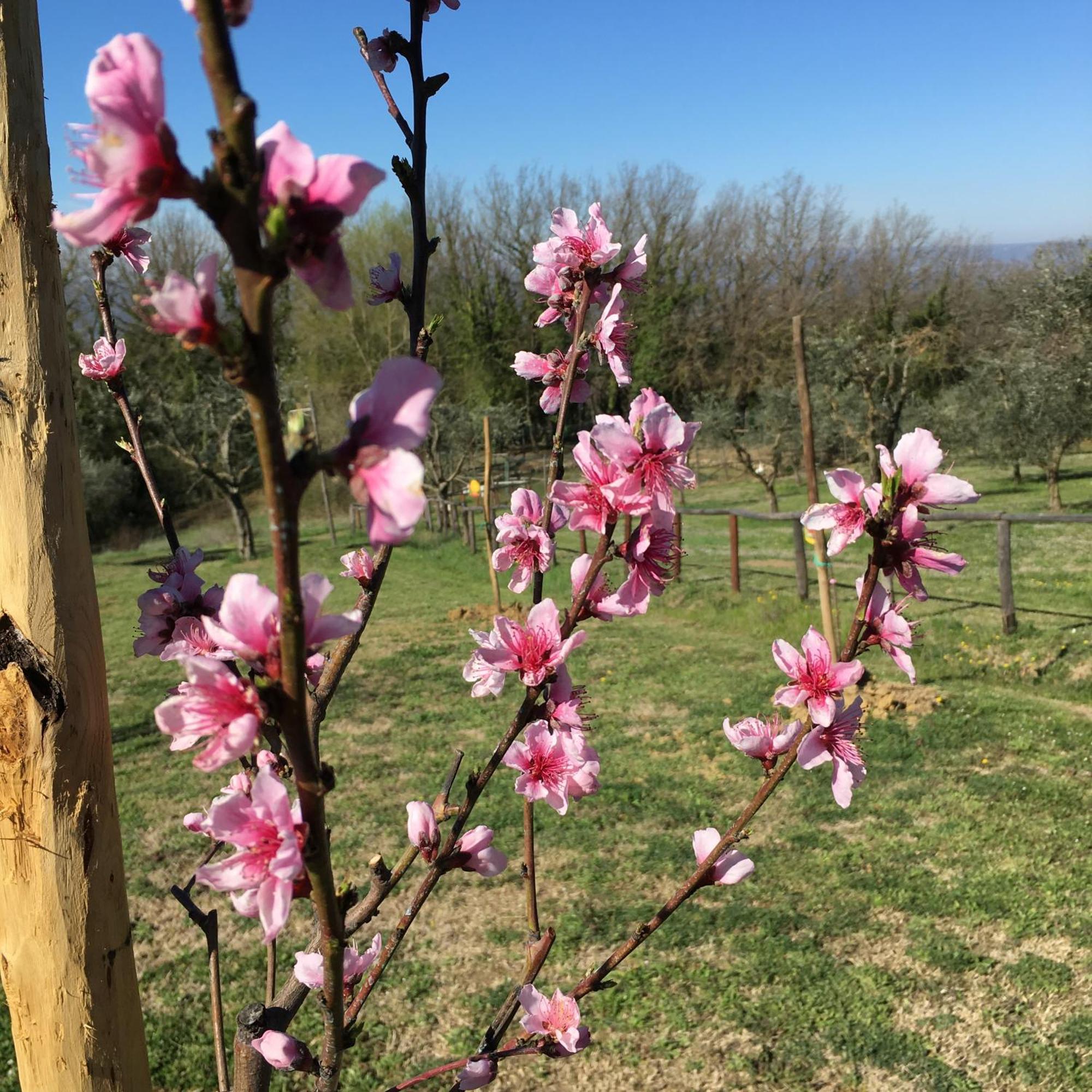 Agriturismo Podere Dell' Olmo Amelia Eksteriør billede