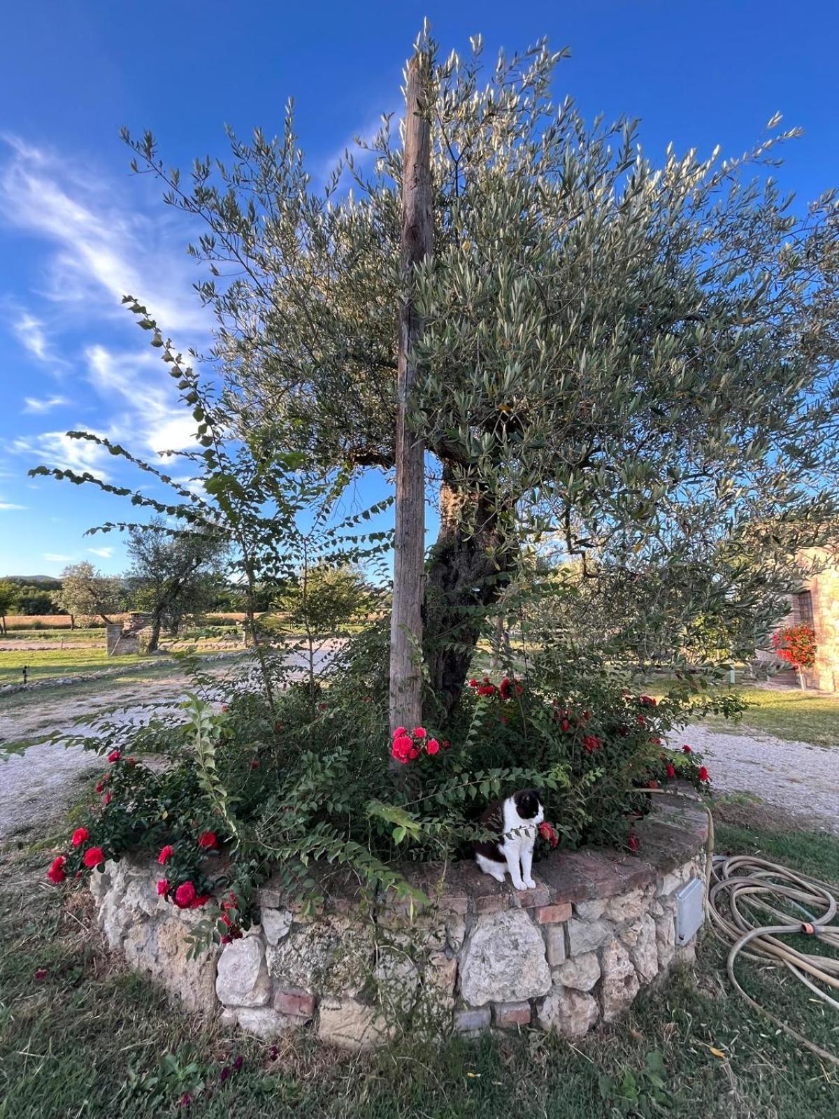 Agriturismo Podere Dell' Olmo Amelia Eksteriør billede